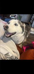 Lost Female Dog last seen Last seen by cemetery, Belle Plaine, KS 67013