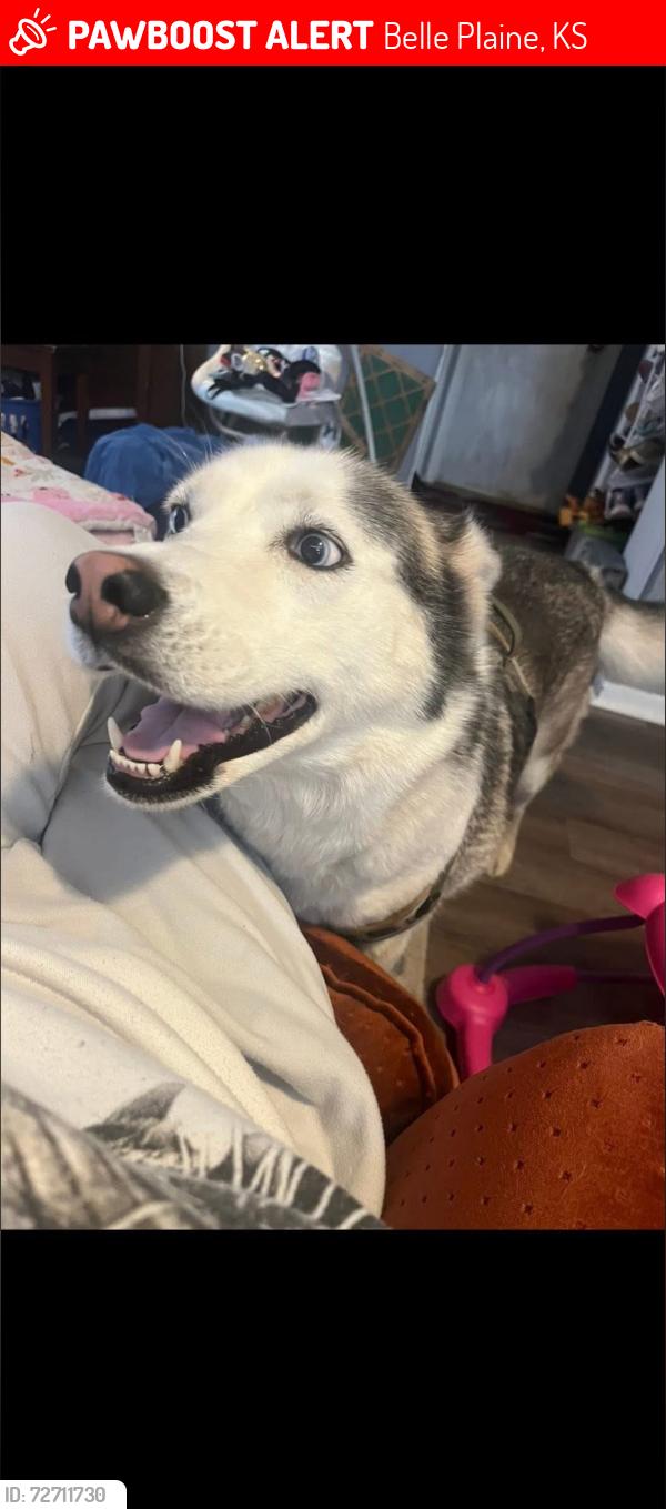 Lost Female Dog last seen Last seen by cemetery, Belle Plaine, KS 67013