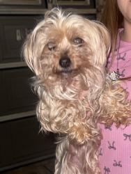 Found/Stray Female Dog last seen Near st, Los Angeles County, CA 93543