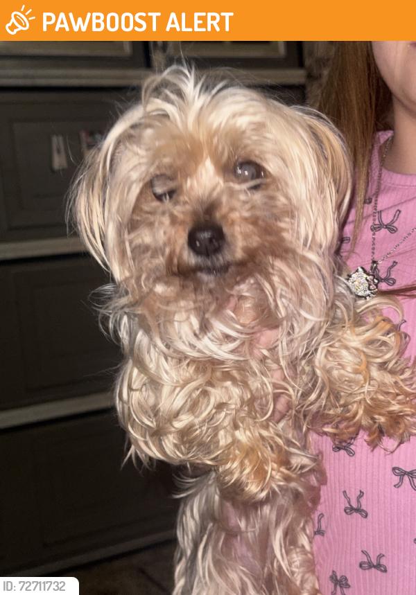 Found/Stray Female Dog last seen Near st, Los Angeles County, CA 93543