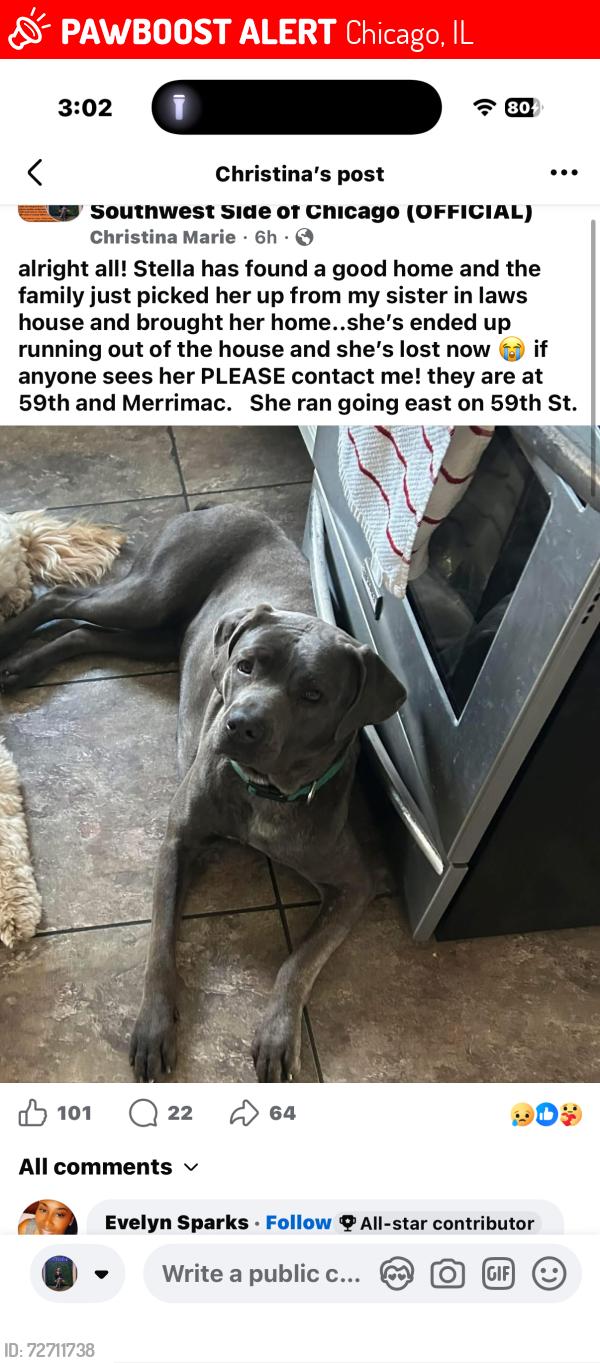 Lost Female Dog last seen 59th and merrimack , Chicago, IL 60638