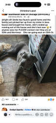 Lost Female Dog last seen 59th and merrimack , Chicago, IL 60638