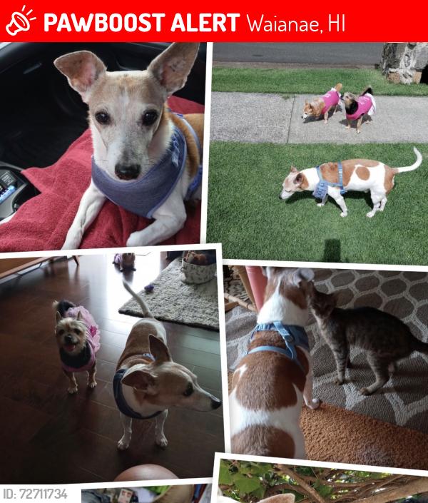 Lost Male Dog last seen Plantation road and Waianae valley road, Waianae, HI 96792