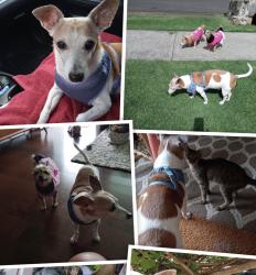 Lost Male Dog last seen Plantation road and Waianae valley road, Waianae, HI 96792