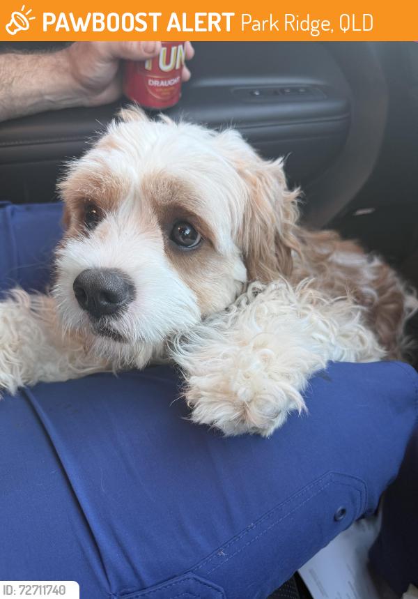 Found/Stray Unknown Dog last seen Merino street, Park Ridge, QLD 4125