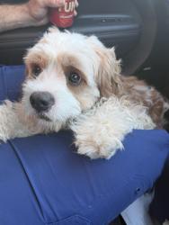 Found/Stray Unknown Dog last seen Merino street, Park Ridge, QLD 4125