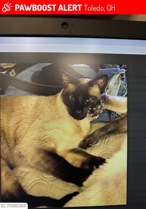 Lost Male Cat last seen Westgate Neighborhood , Toledo, OH 43606