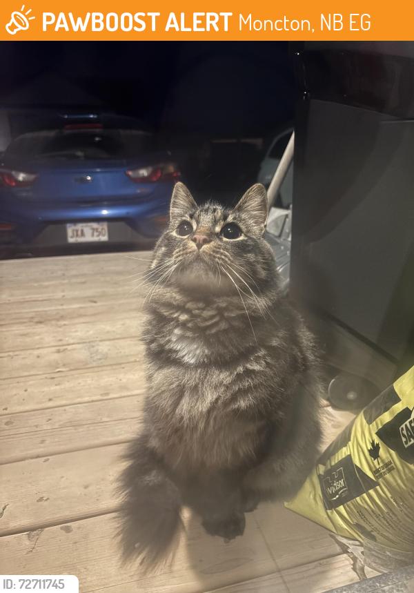 Found/Stray Unknown Cat last seen Francfort cres, Moncton, NB E1G