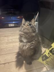 Found/Stray Unknown Cat last seen Francfort cres, Moncton, NB E1G