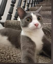 Lost Male Cat last seen 14th Street , Scranton, PA 18504