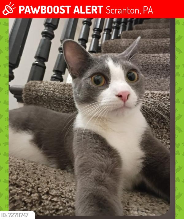 Lost Male Cat last seen 14th Street , Scranton, PA 18504