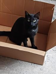 Lost Female Cat last seen Cracknell  or Ipswich rd, Tarragindi, QLD 4121