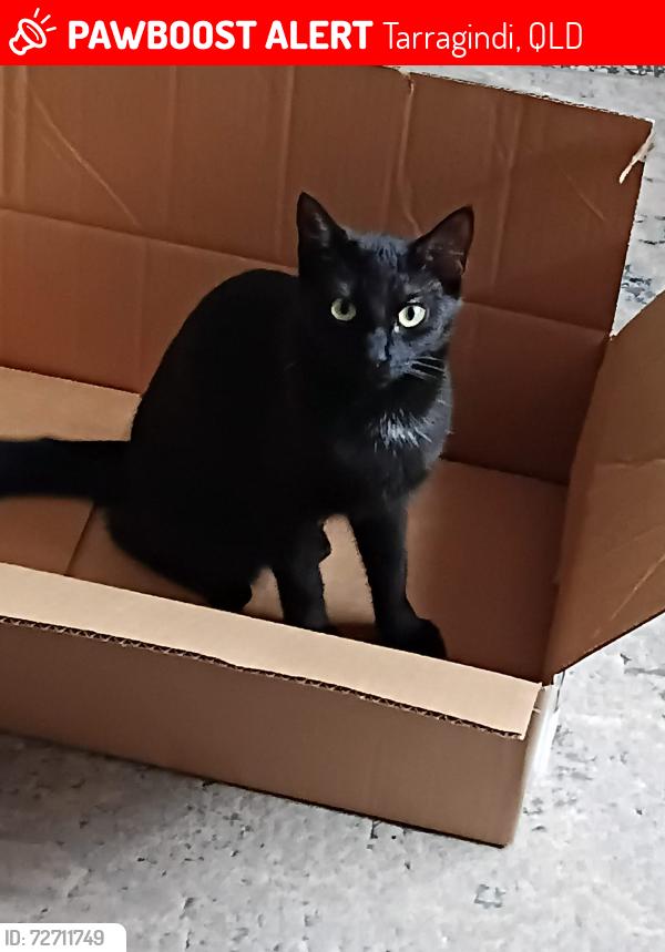 Lost Female Cat last seen Cracknell  or Ipswich rd, Tarragindi, QLD 4121