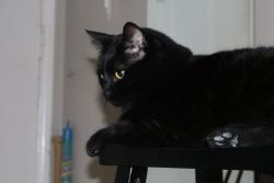Lost Male Cat last seen Renault St. and Renault Pl., San Diego, CA 92122