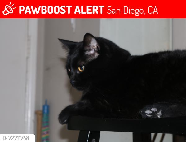 Lost Male Cat last seen Renault St. and Renault Pl., San Diego, CA 92122