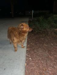 Found/Stray Unknown Dog last seen Douglas or San Carlos , San Jose, CA 95126