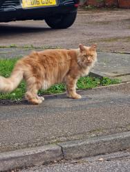 Found/Stray Unknown Cat last seen The bird in Hand Pub, Greater London, England N13