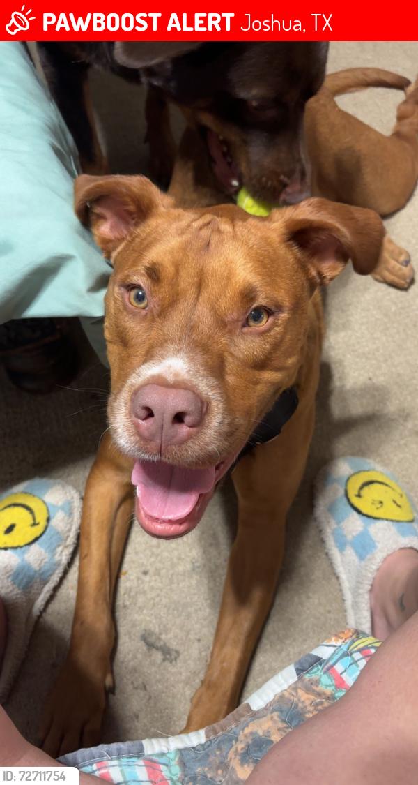 Lost Male Dog last seen Near and Apollo dr , Joshua, TX 76058