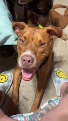 Lost Male Dog last seen Near and Apollo dr , Joshua, TX 76058