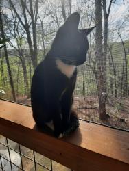 Found/Stray Female Cat last seen Snapfinger Ridge, Athens, GA 30605