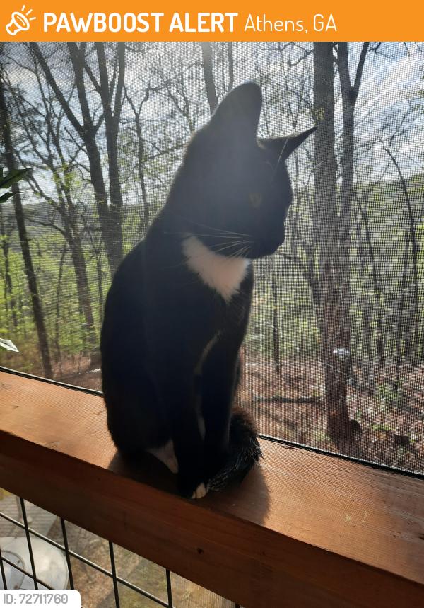 Found/Stray Female Cat last seen Snapfinger Ridge, Athens, GA 30605