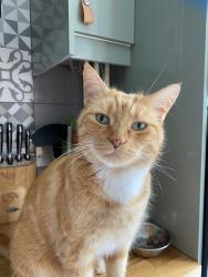 Lost Male Cat last seen Compayne gardens, West Hampstead, Greater London, England NW6 3RY