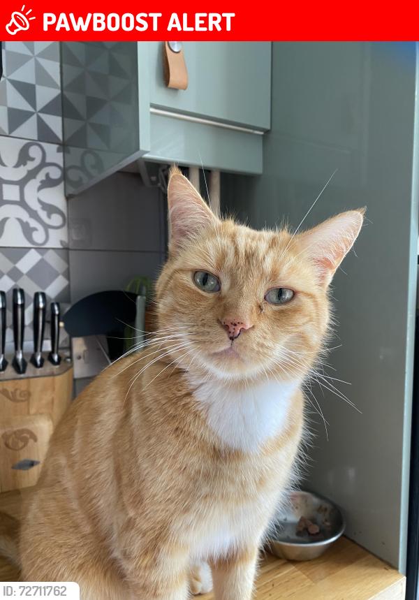 Lost Male Cat last seen Compayne gardens, West Hampstead, Greater London, England NW6 3RY