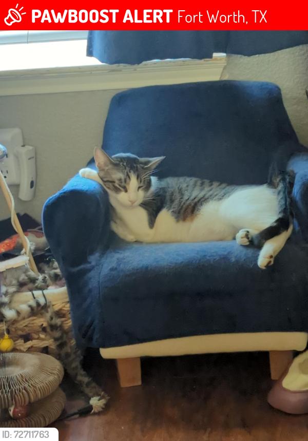 Lost Male Cat last seen Meridian & Shiver rd., Fort Worth, TX 76244