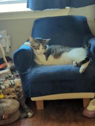Lost Male Cat last seen Meridian & Shiver rd., Fort Worth, TX 76244