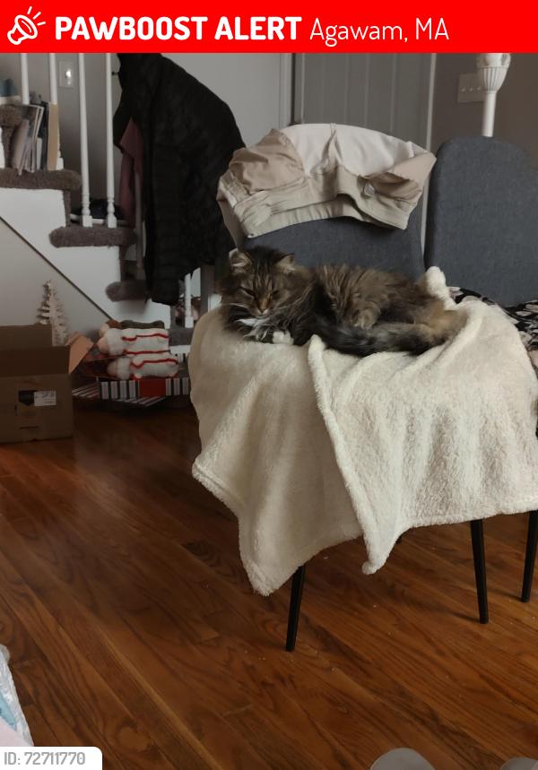 Lost Female Cat last seen North West St, Agawam, MA 01030