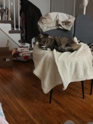Lost Female Cat last seen North West St , Agawam, MA 01030