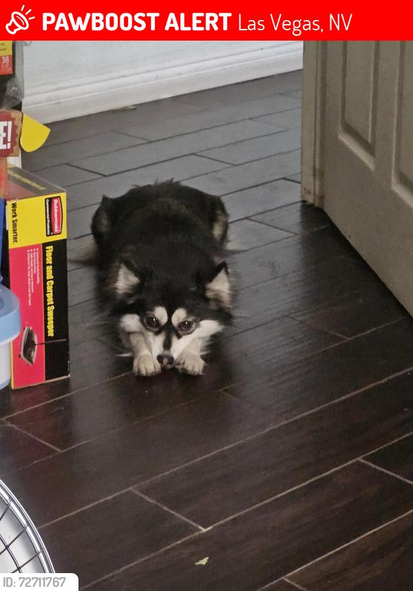 Lost Female Dog last seen Sloan and Sahara , Las Vegas, NV 89142