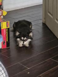 Lost Female Dog last seen Sloan and Sahara , Las Vegas, NV 89142