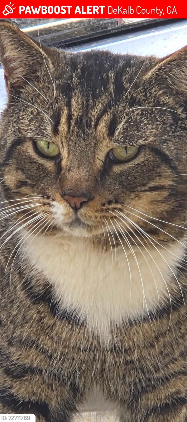 Lost Male Cat last seen Nimblewood Way, Stone Mtn. 30088, DeKalb County, GA 30088