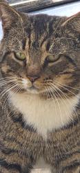 Lost Male Cat last seen Nimblewood Way, Stone Mtn. 30088, DeKalb County, GA 30088