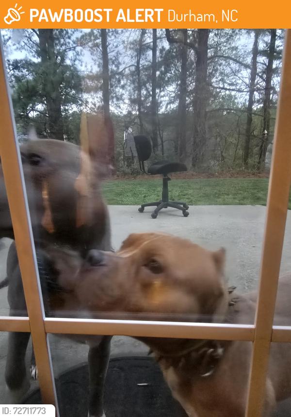 Found/Stray Male Dog last seen North Durham, Durham, NC 27703