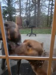 Found/Stray Male Dog last seen North Durham, Durham, NC 27703