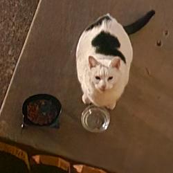 Found/Stray Unknown Cat last seen 110th & Gillette in Overland Park, Ks, Overland Park, KS 66210