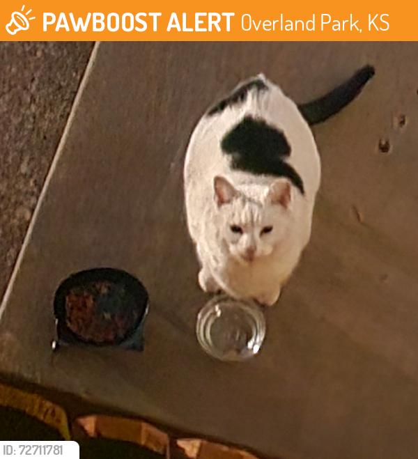 Found/Stray Unknown Cat last seen 110th & Gillette in Overland Park, Ks, Overland Park, KS 66210