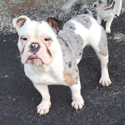 Lost Male Dog last seen Fairwood area by post office and elementary school 711, Renton, WA 98058