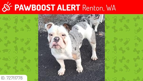 Lost Male Dog last seen Fairwood area by post office and elementary school 711, Renton, WA 98058
