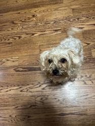 Found/Stray Female Dog last seen Brownsville rd , Allegheny County, PA 15236