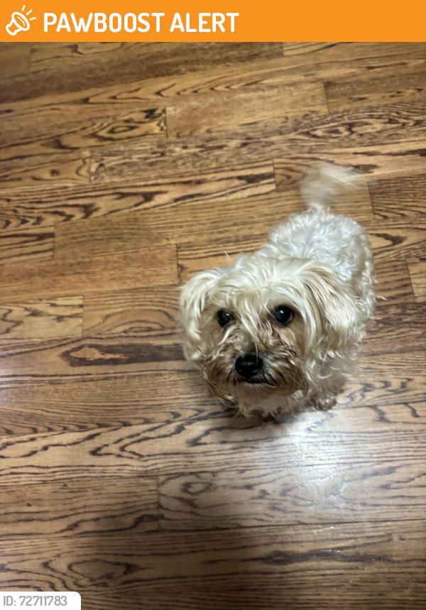 Found/Stray Female Dog last seen Brownsville rd , Allegheny County, PA 15236