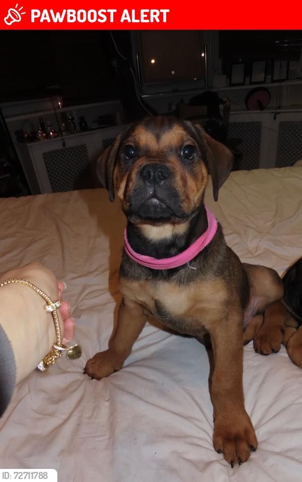 Lost Male Dog last seen Wembley , Greater London, England HA9 9EE
