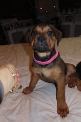 Lost Male Dog last seen Wembley , Greater London, England HA9 9EE