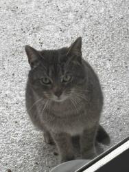 Found/Stray Unknown Cat last seen Lesage, Laval, QC H7E