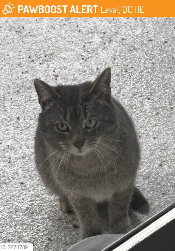 Found/Stray Unknown Cat last seen Lesage, Laval, QC H7E