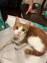 Lost Male Cat last seen Chappell and Old Greenville or Brooks Woolsey Roads, Fayetteville, GA 30215