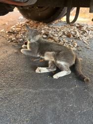 Found/Stray Female Cat last seen Sun Harvest Citrus, Fort Myers, FL 33912