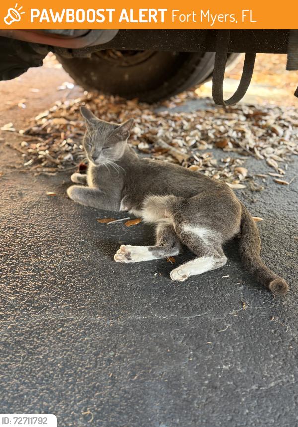 Found/Stray Female Cat last seen Sun Harvest Citrus, Fort Myers, FL 33912